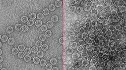Transmission electron micrographs of a nonenveloped virus, MS2 bacteriophage, before electrocoagulation (left) and after (right). Transmission electron micrographs of a nonenveloped virus, MS2 bacteriophage, before electrocoagulation (left) and after (right).
