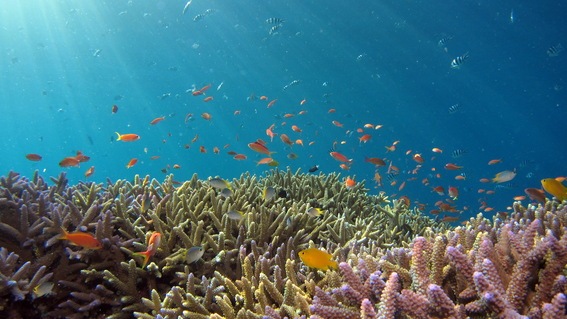 A reef in the Okinawa sea, near Iriomote Island, Japan.