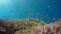 A reef in the Okinawa Sea, near Iriomote Island, Japan.
