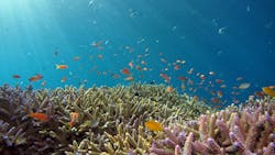 A reef in the Okinawa sea, near Iriomote Island, Japan.