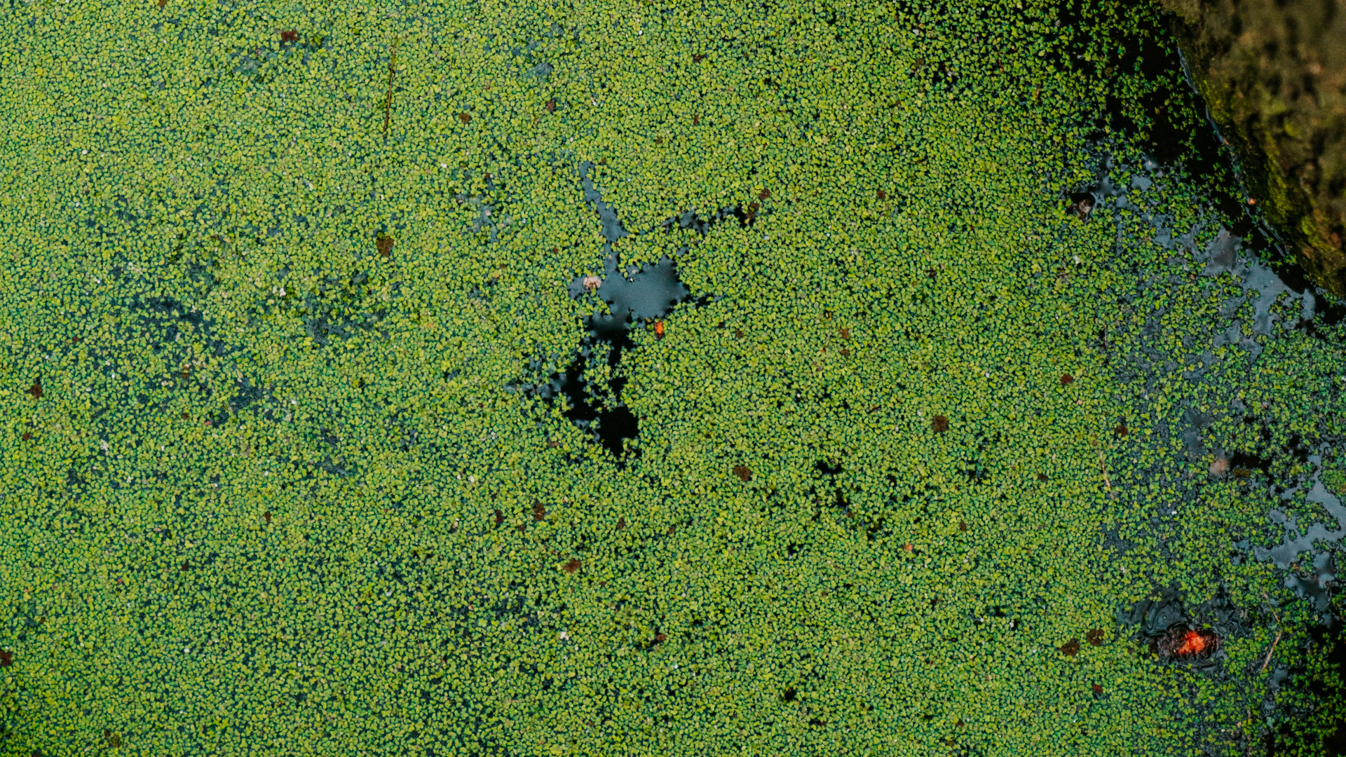 Jordan Whitfield Vph R T4 Bwgw Unsplash 61bc9c732f322