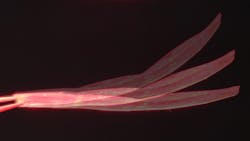 Superimposed images showing Neusbot's bending process. Superimposed images showing Neusbot's bending process.