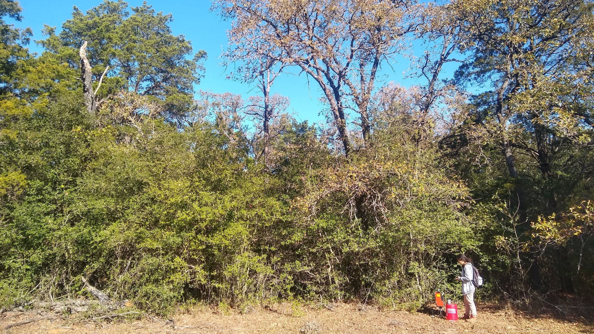 Texas A&M University geoscience undergraduate student Chelsea Parada sets up a neutron probe for soil moisture measurements. Woody thickets like this one could be inhibiting water recharge in the Carrizo-Wilcox Aquifer. (Texas A&M AgriLife photo by Shishir Basant)