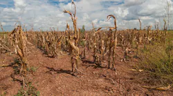 A drought-stricken cornfield in Texas in 2013.