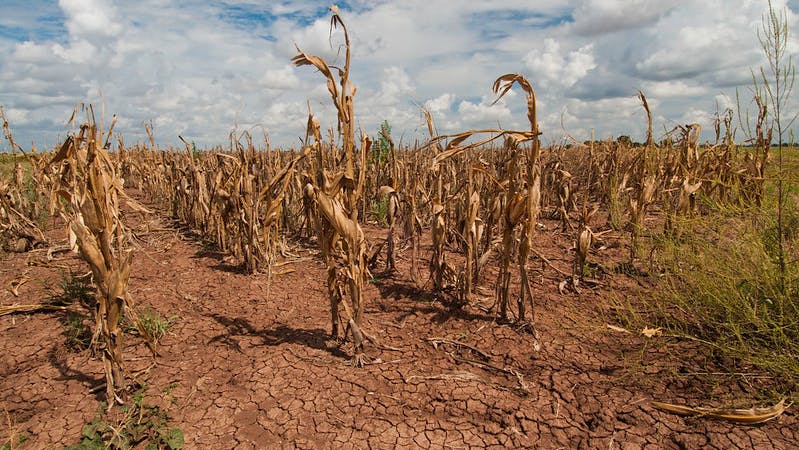 A drought-stricken cornfield in Texas in 2013.