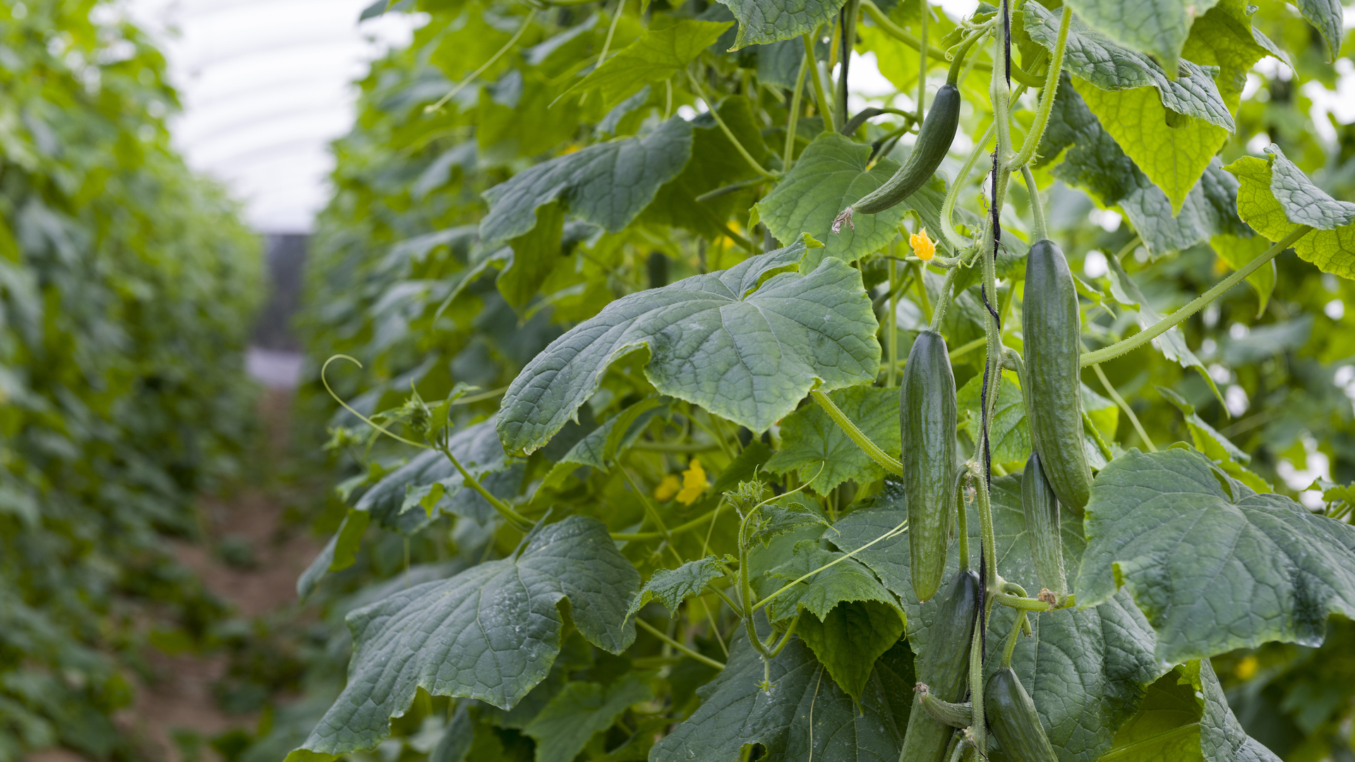 Dreamstime Xxl 51754528 627cfe4ab01de