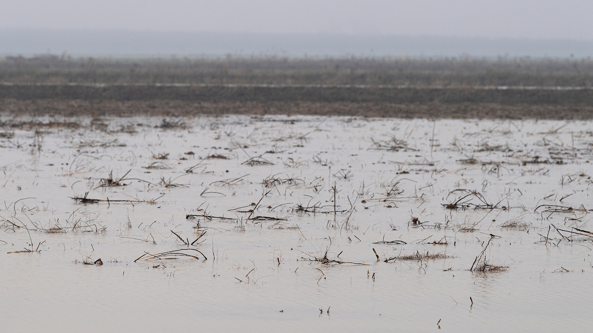 Standing water in a farmer&rsquo;s field in the Dunnigan area of Yolo County, which saw a dramatic amount of rainfall and rising water in early January 2023.