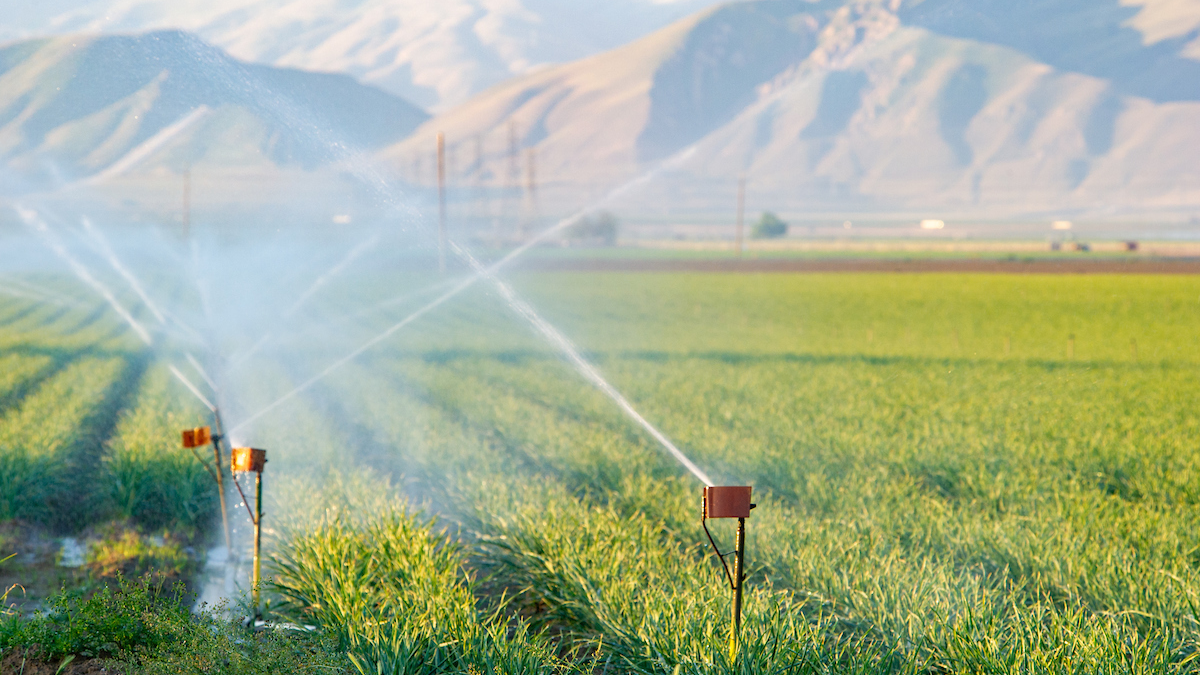 A wheat field receives groundwater from a pumping system tapped into an irrigation canal in the southern region of the San Joaquin Valley.