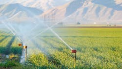 A wheat field receives groundwater from a pumping system tapped into an irrigation canal in the southern region of the San Joaquin Valley. A wheat field receives groundwater from a pumping system tapped into an irrigation canal in the southern region of the San Joaquin Valley.