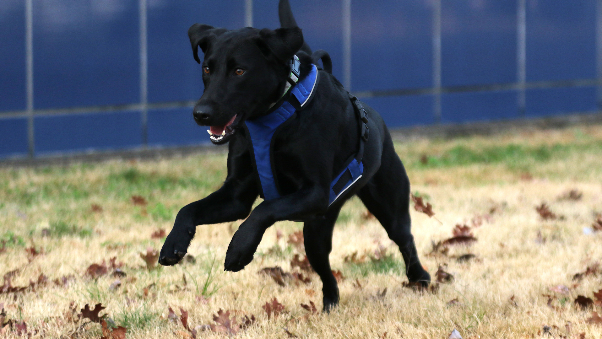 Vessel enjoying some rewarding play in her blue vest after working like a dog.