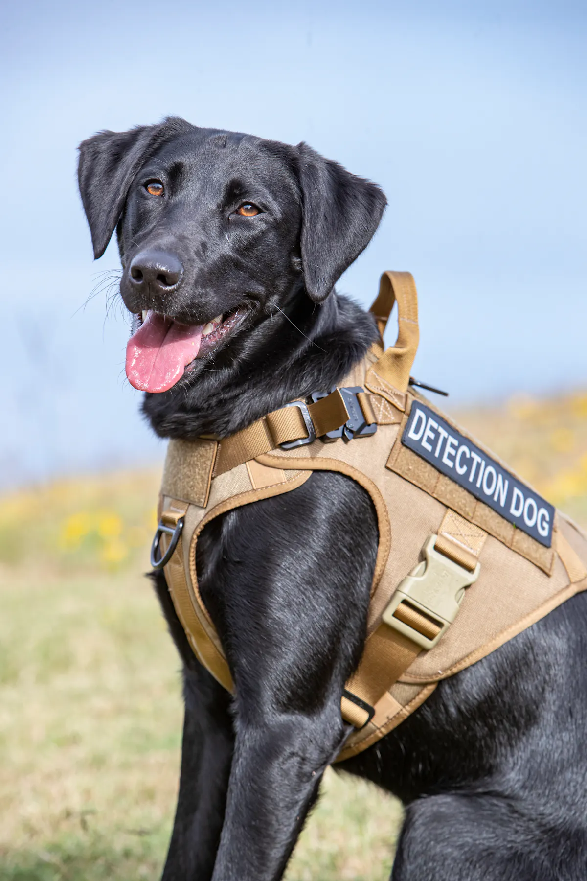 Vessel the leak detection dog | WaterWorld