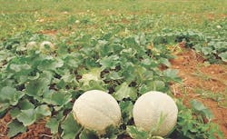 65e72528a9f492001e1bdefc Melon1300 65e72528a9f492001e1bdefc Melon1300