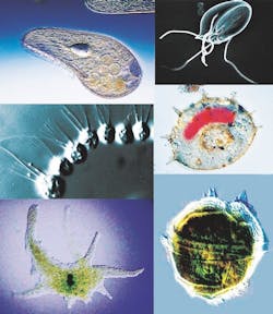 65e7260ca9f492001e1be03f Protozoa Collage Edit 65e7260ca9f492001e1be03f Protozoa Collage Edit