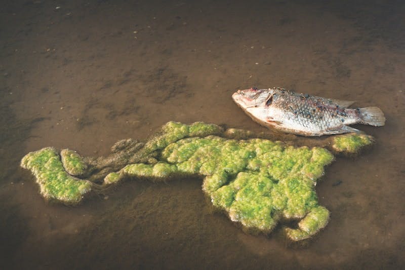 65e7261ba9f492001e1be06a Cyanotoxin 1