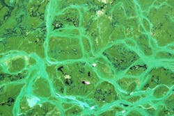 65e7264b1f04ab001e1d879c Cyanobacteria 65e7264b1f04ab001e1d879c Cyanobacteria