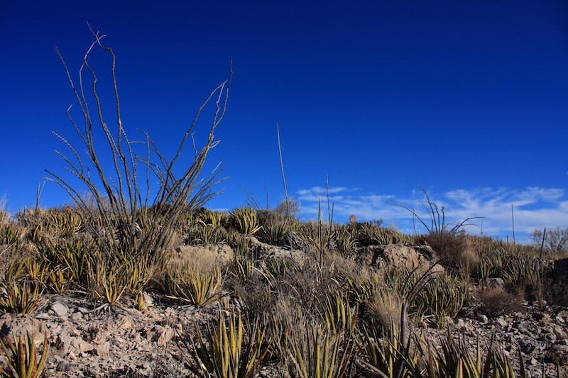 65e72c151f04ab001e1d8e29 Texasdesert