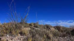 texas-desert