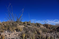 65e72c151f04ab001e1d8e29 Texasdesert 65e72c151f04ab001e1d8e29 Texasdesert