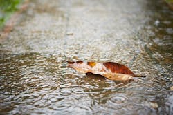 65e730f5a9f492001e1bee9e Hurricane 65e730f5a9f492001e1bee9e Hurricane