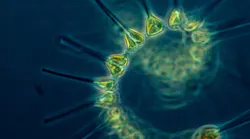 phytoplankton