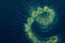 65e7336a1f04ab001e1d971a Phytoplankton 65e7336a1f04ab001e1d971a Phytoplankton