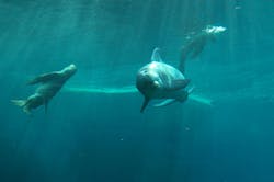 65e740671f04ab001e1da317 May14 Festo Dolphin Tank 65e740671f04ab001e1da317 May14 Festo Dolphin Tank