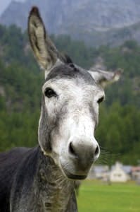 65e747b31f04ab001e1dabf0 11767100 L