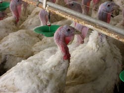 65e749b5a9f492001e1c0a53 13 Week Old Toms 65e749b5a9f492001e1c0a53 13 Week Old Toms