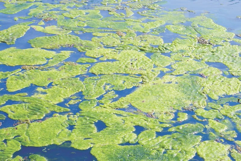 65e74a23a9f492001e1c0b08 Phosphorus Removal