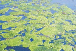 65e74a23a9f492001e1c0b08 Phosphorus Removal 65e74a23a9f492001e1c0b08 Phosphorus Removal