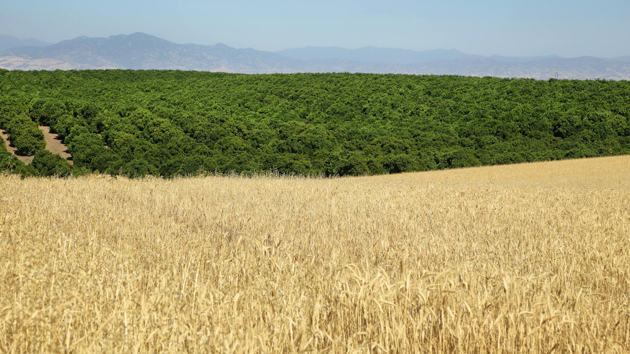 Wheat fields in Lindsay, California.