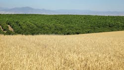 Wheat fields in Lindsay, California. Wheat fields in Lindsay, California.