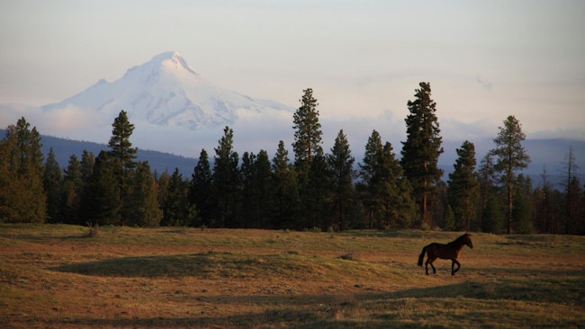 A view of the jagged peak of Mount Jefferson with forest trees and a horse trotting across the landscape as viewed from the Warm Springs Reservation in central Oregon