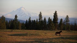 A view of the jagged peak of Mount Jefferson with forest trees and a horse trotting across the landscape as viewed from the Warm Springs Reservation in central Oregon A view of the jagged peak of Mount Jefferson with forest trees and a horse trotting across the landscape as viewed from the Warm Springs Reservation in central Oregon
