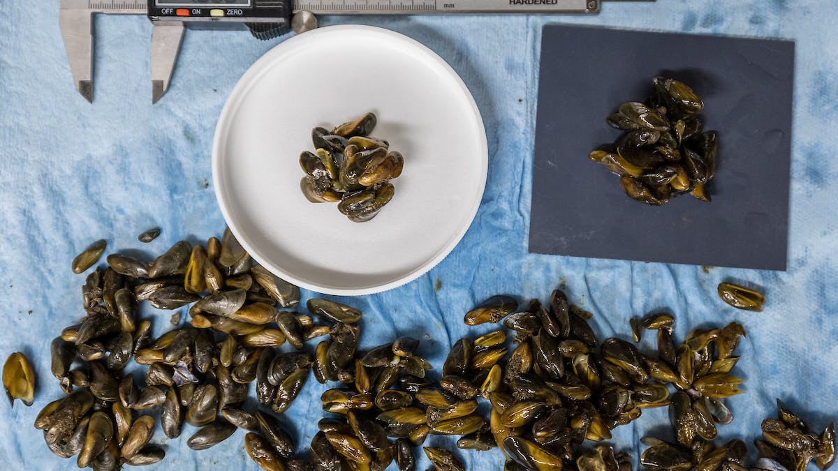 Golden mussel mobile lab staff perform hot water immersion studies to determine the minimum duration and temperature to kill adult mussels (Photo and caption credit: California Department of Water Resources).