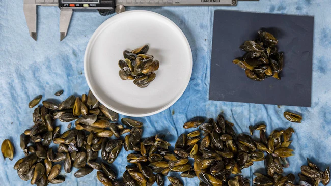 Golden mussel mobile lab staff perform hot water immersion studies to determine the minimum duration and temperature to kill adult mussels (Photo and caption credit: California Department of Water Resources).