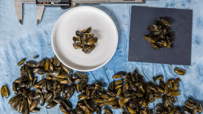 Golden mussel mobile lab staff perform hot water immersion studies to determine the minimum duration and temperature to kill adult mussels (Photo and caption credit: California Department of Water Resources).