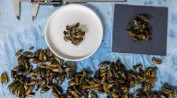 Golden mussel mobile lab staff perform hot water immersion studies to determine the minimum duration and temperature to kill adult mussels (Photo and caption credit: California Department of Water Resources).