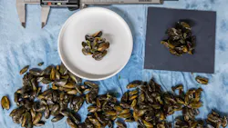 Golden mussel mobile lab staff perform hot water immersion studies to determine the minimum duration and temperature to kill adult mussels (Photo and caption credit: California Department of Water Resources).