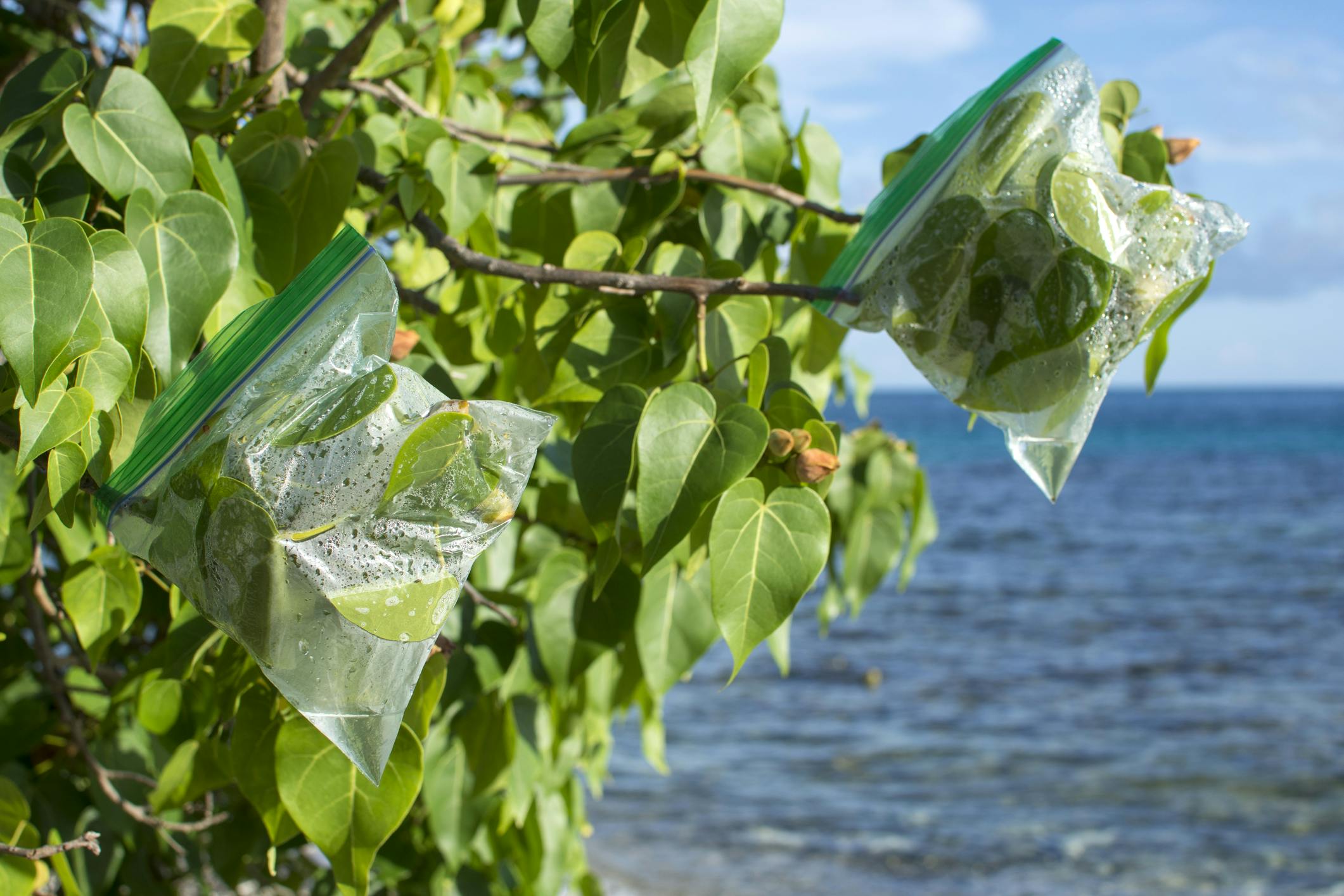 Plastic ziplock evapotranspiration bags hang on ends of portia tree branches on Caribbean island to collect fresh drinking water.