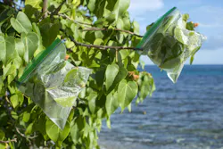 Plastic ziplock evapotranspiration bags hang on ends of portia tree branches on Caribbean island to collect fresh drinking water.