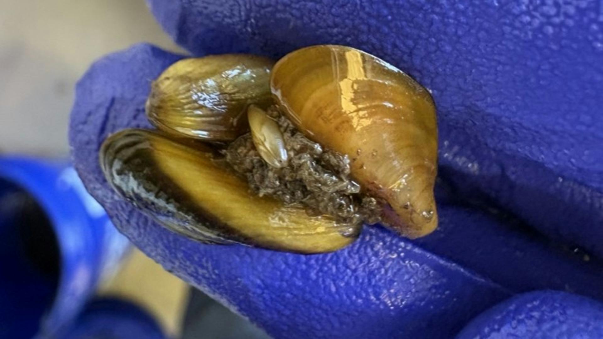 Close-up cluster of live golden mussels of different size classes.