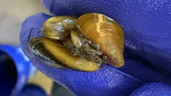 Close-up cluster of live golden mussels of different size classes.