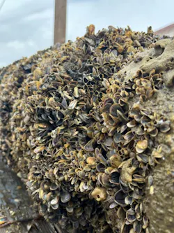 Pipe encrusted with open golden mussels following an effective treatment.