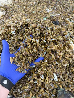 Pile of controlled golden mussels during an operational treatment of an irrigation district water conveyance system.