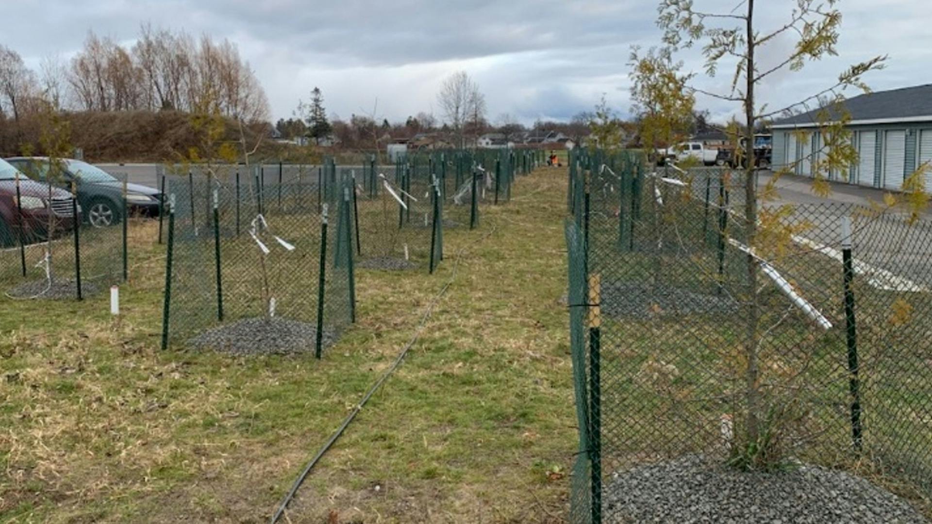 Species selection focuses on water uptake rather than canopy size or habitat value. The goal is not to create a landscaped amenity, but to enhance groundwater movement toward treatment media in a controlled and operationally compatible manner.